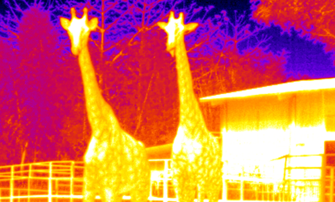 Animal observation 1