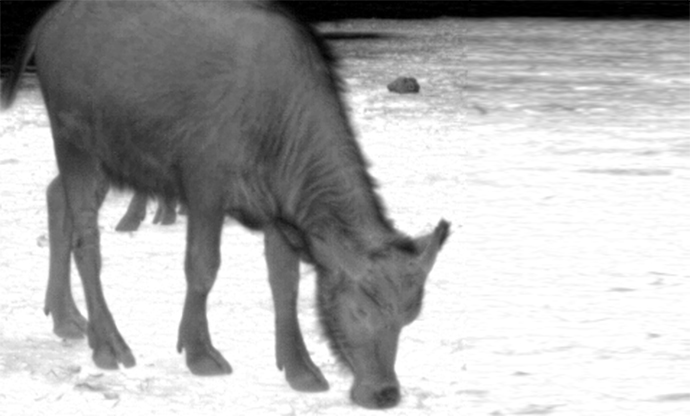 Animal observation 2