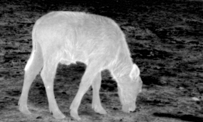 Animal observation 3