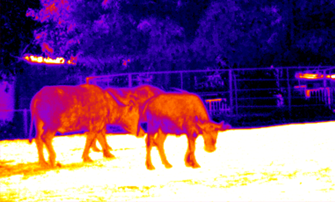 Animal observation 4